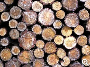 Holz, ein regenerativer Brennstoff